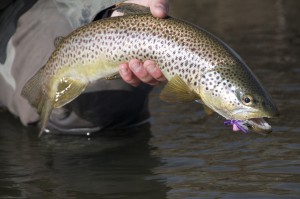 Hungry browns in spring await your presentation.